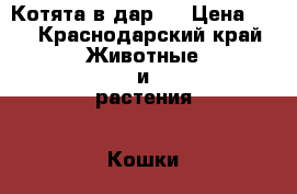 Котята в дар.  › Цена ­ 1 - Краснодарский край Животные и растения » Кошки   